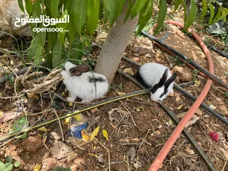  6 10أرانب صغيرة مخلط الاعمار
