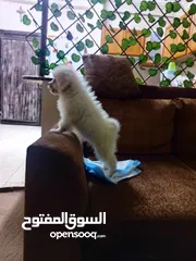  2 كلب مالتيز-Maltese dog