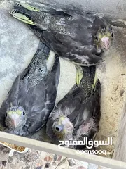  2 جوز كوكتيل تحتو ثلاث فراخ