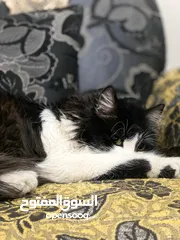  1 قططط عرططه شيرازي العمر