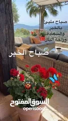  1 شقة سكنية في منطقة مميزه