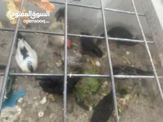  2 كوم دجاج وبط للبيع بسعر مغري