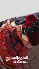  1 candy._.hub2 (بوكيه كاندي،ورد،فراشات)