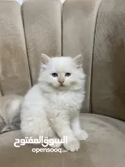  6 قطط راقية للبيع قابل للتفاوض – صحة، نظافة، ومرح  كتن  قطط سكوتش فولد مكي همالايا  العمر شهر ونص