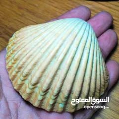  9 قطع فاخره شروه بسعر مغري