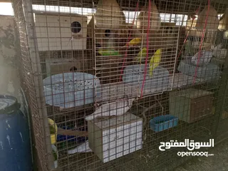  5 مطير عصافير للبيع