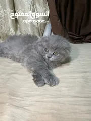  9 قطط بريتش ستريت وفولد للبيع