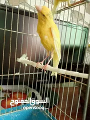  6 جوز كنار بناديق  شغال مع فرخهن
