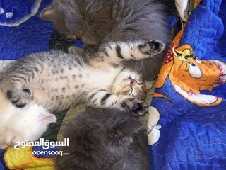  3 القطط الصغيره عمرهااا 2 شهرين ..القطط الكبيره عمرها 8شهور .. القط الاحمر سنه و3شهور