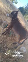  2 كره للبيع في إربد صمد