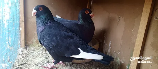 8 جوز مسويد شغلات كفاله وجوز سنتنايت وجوز عنداب معهم فرخ للبيع