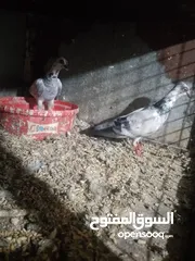  16 ماشاءالله متاح موجودات طبربور