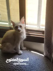  2 تبني مستعجل قط ذكر عمره 4 شهور Urgent adoption a 4-month-old male cat.