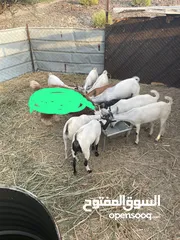  1 غنم صلالي اناث و جدي واحد