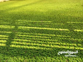  1 ازولا بديل للعلف دجاج و بط وغنم