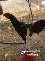  1 ديك باكستاني للبيع