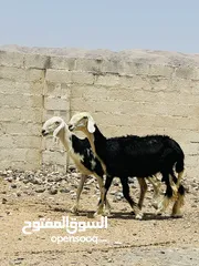  3 نجديات بيور عشار