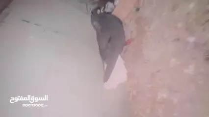  2 جواز للبيع لعدم تفرغ جواز شغالة