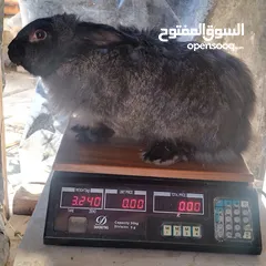  2 كوم اناث أرانب للبيع