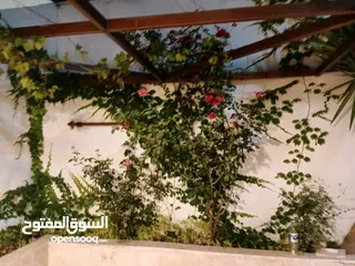  20 شقة مفروشة للايجار فى منطقة مرج الحمام
