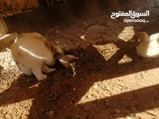  1 أرانب بابيون و هجين الاماني و بيض باكستاني مخصب إن شاء الله