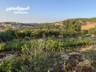  10 مزرعه للبيع / عجلون / رأس منيف