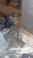  4 8جاجات وديك للبيع