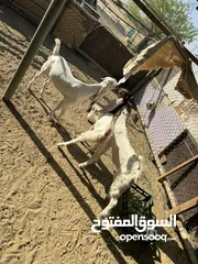  6 ماعز للبيع