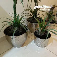  3 قوارير نحاس مع زريعة اصطناعية للبيع