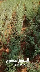  7 مزرعة حمص اخضر مكسيكي نخب أول للضمان