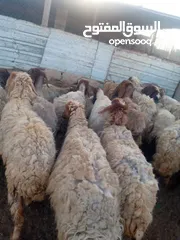  3 نبدأ بصلاة عل رسول الله  يوجد لدينا جميع انواع الذبائح البلديه- خراف - كباش_اغنام_ اوزان من 40ولغاية