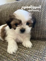  1 Shihtzu puppies 45 days  Male & female  Vaccinated and microchipped super play full location dubai