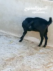  1 سخلتين شاميات ثنايا