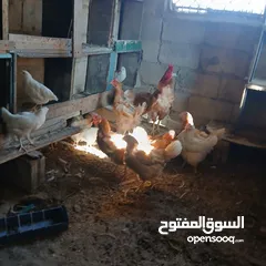  1 دجاج للبيع