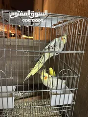  2 Couple Cockatoo and one single Canary with cage stand. All