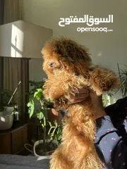  2 5 months old ‏toy poodle puppy for sale