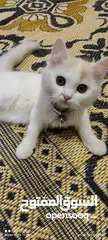  1 قطة شيرازية