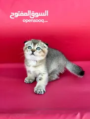  2 Male Golden Scottish Fold  سكوتيش فولد جولدين ذكر