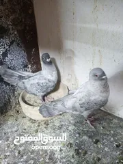  10 جواز حمام للبيع السعر نهائي