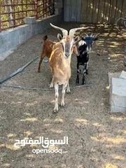  2 مهجن وعل ‏من النوادر