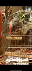  4 ببغاء كاسكو للبيع بسعر مغري جداً عمرو سنه و شهر و متكلم جدا صلاة النبي و أليف