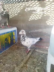  6 جواز بسعر مغري