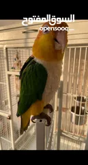  2 طير كايكي أليف Friendly caique