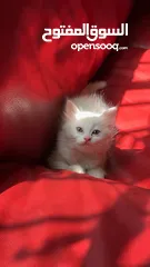  6 برتش مكس شيرازي