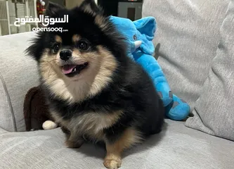  7 Pomeranian Female