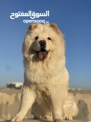  3 كلب تشاو تشاو