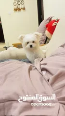  2 2 months old maltese female puppy