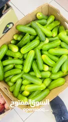  3 cucumber Direct farm  - خيار