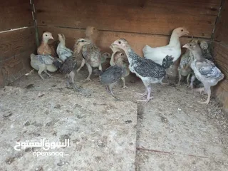  2 15 صوص الحبه على دينار ونص