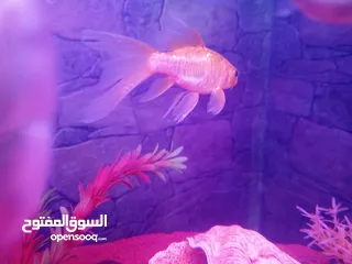  7 سمك سلفر بارب،سلفر شارك، كوي طفرات، سيكلد طفرات